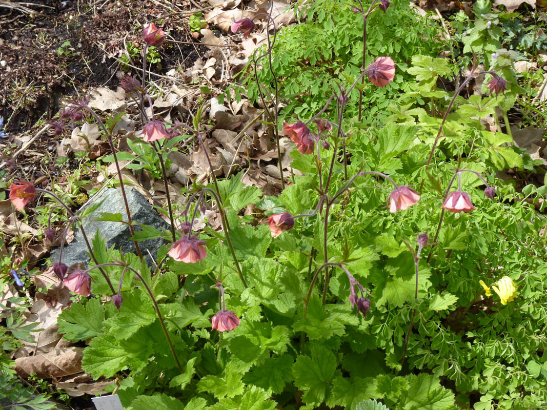 Geum rivale 'Leonard's Variety' photo